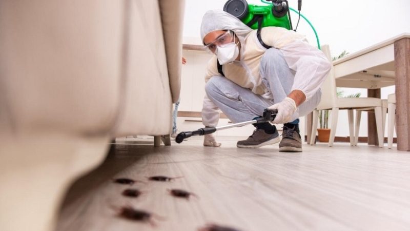 How Does a Pest Control Company Offer Pest-Free Environment Services?