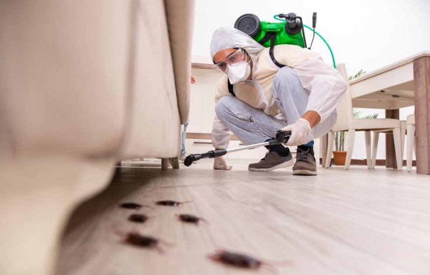 How Does a Pest Control Company Offer Pest-Free Environment Services?