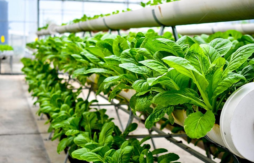 Advantages of Vertical Farming