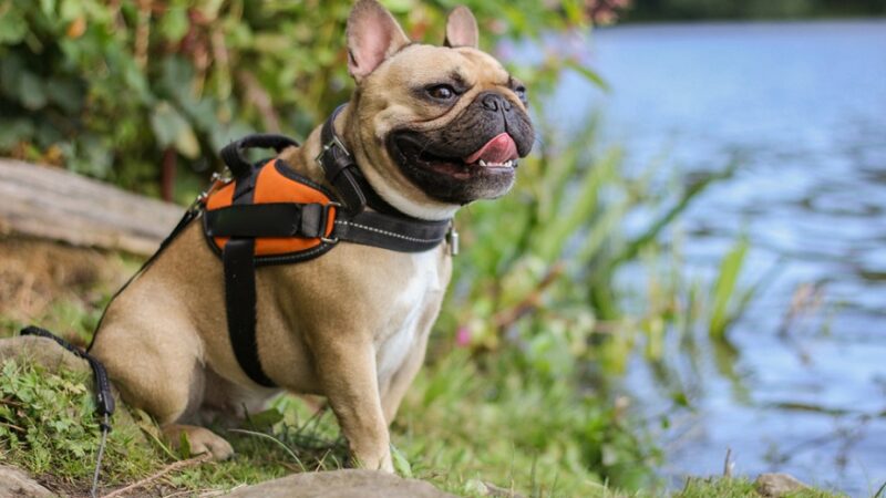 What Do You Need for An Enjoyable Walk with Your Pet?