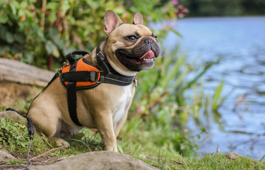 What Do You Need for An Enjoyable Walk with Your Pet?